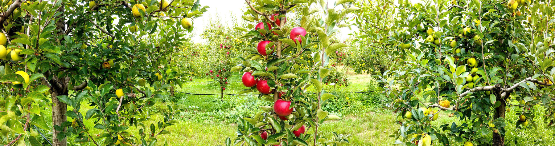 Best Weighing Scales for Fruit Picking - Inscale Scales