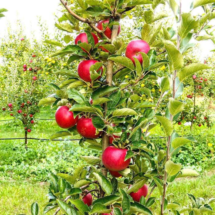 Best Weighing Scales for Fruit Picking - Inscale Scales