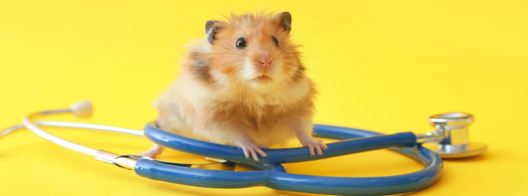 How Much Does a Hamster Weigh? A Guide to Weighing Small Pets - Inscale Scales