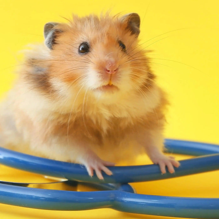 How Much Does a Hamster Weigh? A Guide to Weighing Small Pets - Inscale Scales