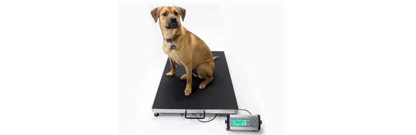 Weighing Scales Blog Inscale Scales